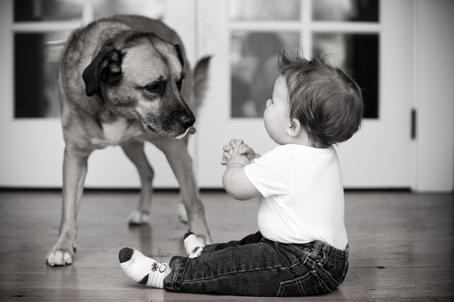 Photo Shoot of Baby and Dog 1